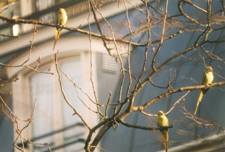 rose-ringed parakeets2-by MKramer.jpg