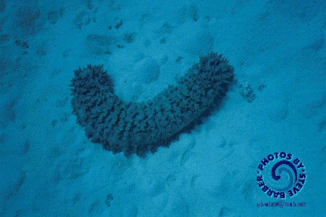seacumb-Sea Cucumber-Australia-by Steve Barber.jpg