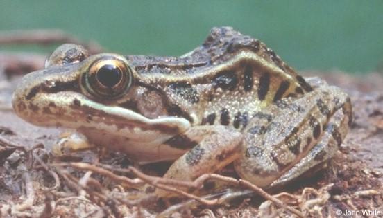 slfrog1-Southern Leopard Frog-by John White.jpg