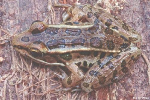 slfrog2-Southern Leopard Frog-by John White.jpg