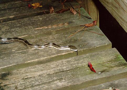 snake01-Black Ratsnake at Congaree Swamp-by John White.jpg