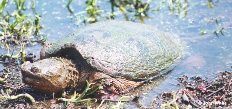 snap tr1-Common Snapping Turtle-by John White.jpg