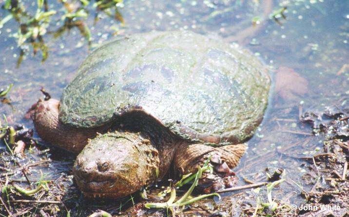 snap tr2-Common Snapping Turtle-by John White.jpg