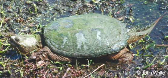 snapper3-Common Snapping Turtle-by John White.jpg