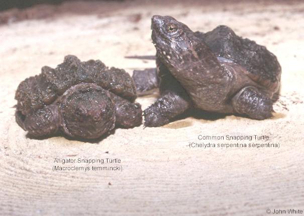 snappers05-Alligator and Common Snapping Turtles-by John White.jpg