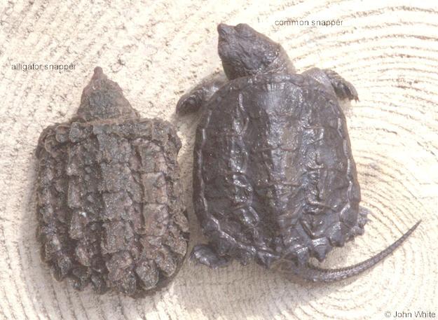 snappers06-Alligator and Common Snapping Turtles-by John White.jpg