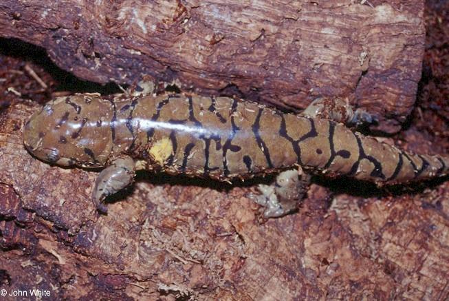 tigsal1-Eastern Tiger Salamander-by John White.jpg
