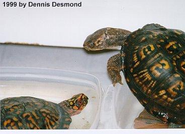 trtlsex-Eastern Box Turtles-by Dennis Desmond.jpg