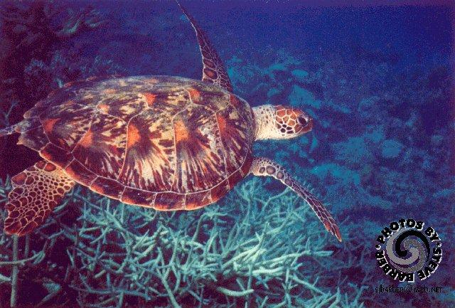 turtle-Green Sea Turtle-Australia-by Steve Barber.jpg