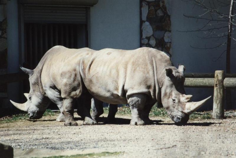 two headed rhino-White Rhinoceroses-pair-Cleveland Metroparks Zoo-by CCRieker.jpg