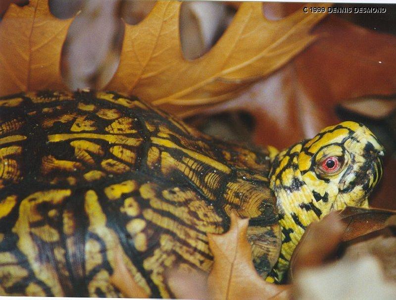 widget lg-Eastern Box Turtle-by Dennis Desmond.jpg