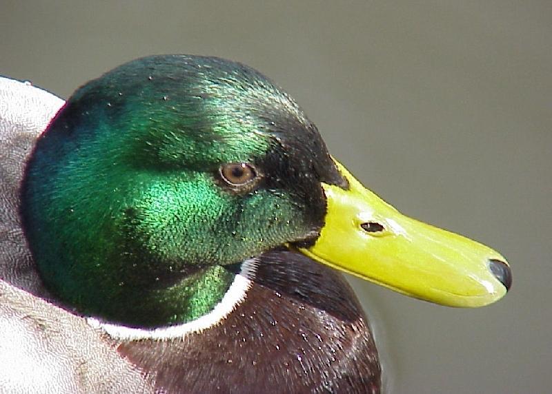 woerd8-Mallard Duck-by Eduardo Sabal.jpg