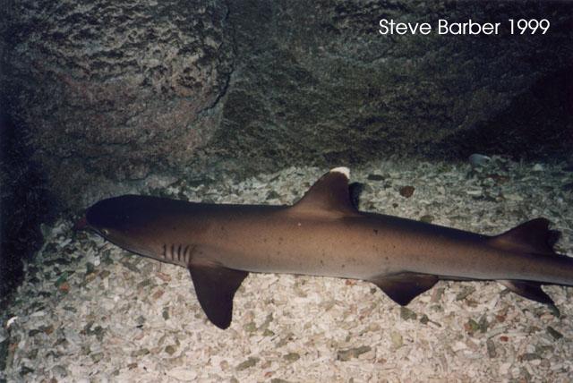 wtrs-Whitetip Reef Shark-by Steve Barber.jpg