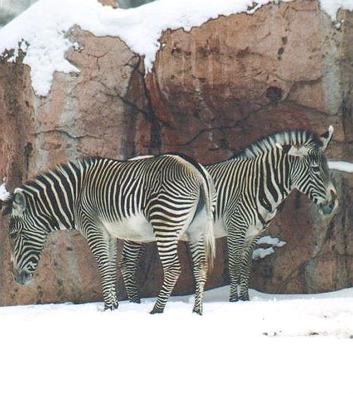 0112-Zebras from Toronto Zoo-by Art Slack.jpg