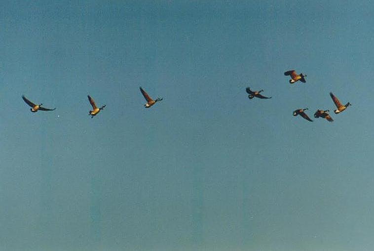 0113-Canada Goose-geese flight from Toronto Zoo-by Art Slack.jpg