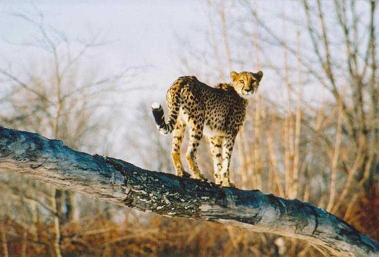 0117-Cheetah on log from Toronto Zoo-by Art Slack.jpg