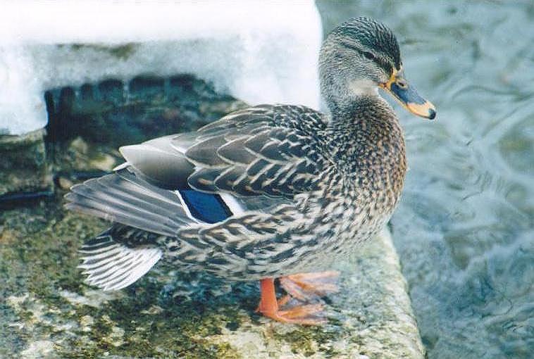 0118-Female Mallard Duck-by Art Slack.jpg