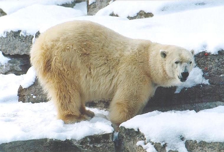 0120-Polar Bear at Toronto Zoo-by Art Slack.jpg