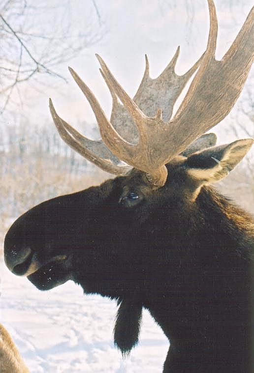 0121-Moose from Toronto Zoo-by Art Slack.jpg