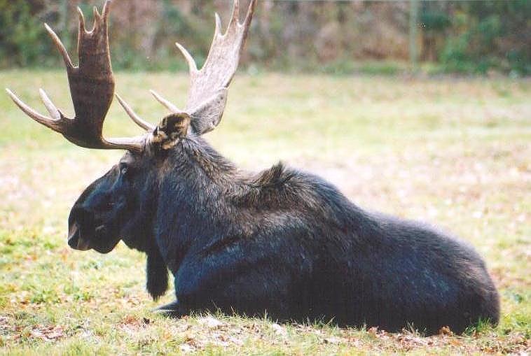 0123-Summer Moose from Toronto Zoo-by Art Slack.jpg