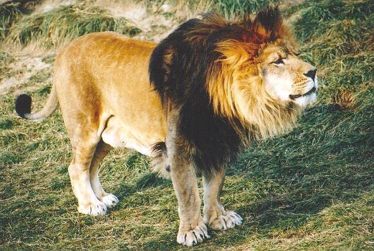 0125-African Lion male-by Art Slack.jpg