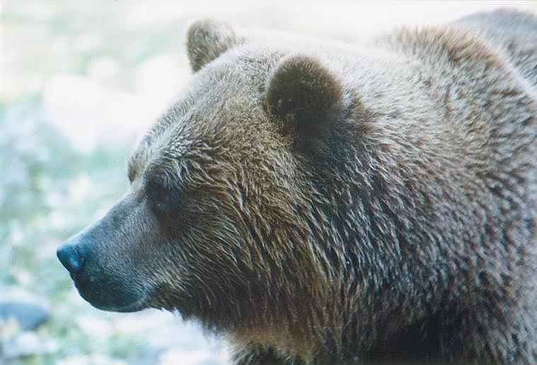 0126-Brown Bear-by Art Slack.jpg