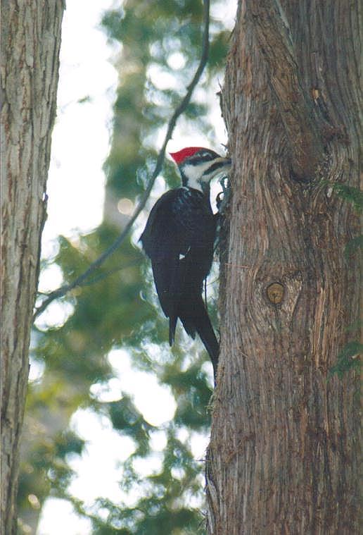0203-Pileated Woodpecker-by Art Slack.jpg