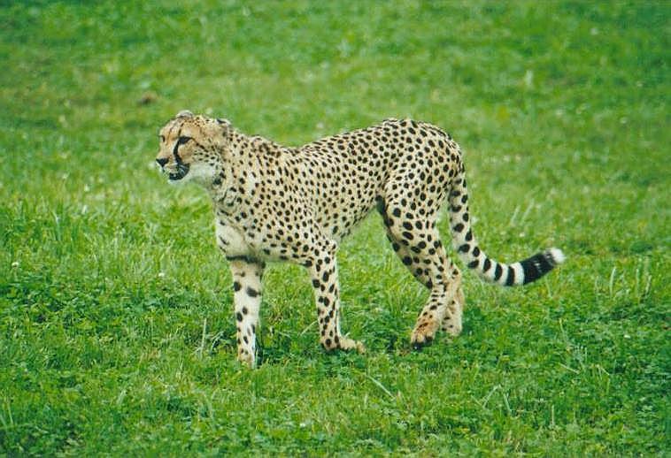 080400tz-Cheetah at Toronto Zoo-by Art Slack.jpg