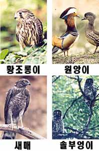 199707110455-KoreanBirds-Kite-MandarinDucks-SparrowHawk-PineOwls.jpg