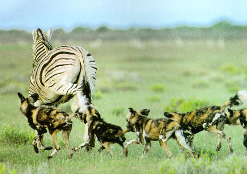 AfricanWildDog J03-Pack chasing Zebra.jpg