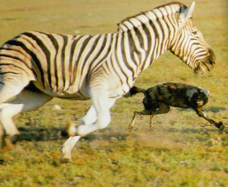 AfricanWildDog J04-Chasing Zebra.jpg
