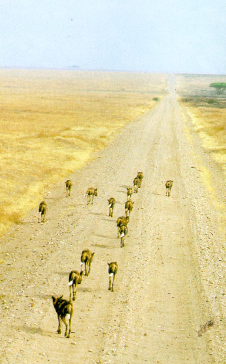 AfricanWildDog J08-Pack marching on road 2.jpg