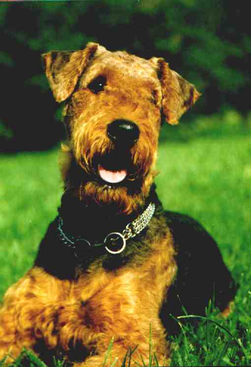 Airedale Terrier Dog sitting on grass-by Mario Fuss.jpg