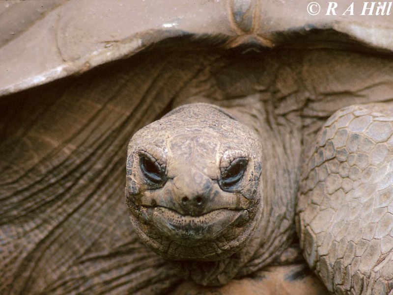 Aldabra Giant Tortoise 1-by Alan Hill.jpg