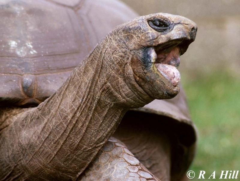Aldabra Giant Tortoise 2-by Alan Hill.jpg