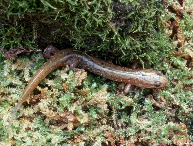Allegheny Mountain Dusky Salamander-Desmognathus ochrophaeus 001-by John White.jpg