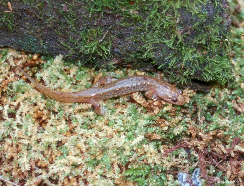 Allegheny Mountain Dusky Salamander-Desmognathus ochrophaeus 002-by John White.jpg