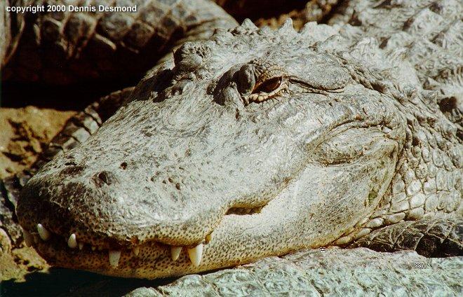 Alligator mississippiensis06-American Alligator-by Dennis Desmond.jpg