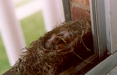 AmericanRobins-Chicks-Nest-by S Thomas Lewis.jpg