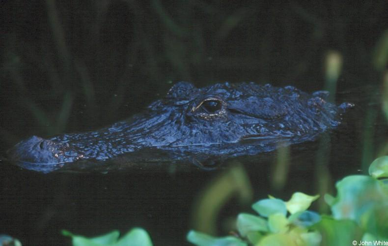 American Alligator001-face on water-by John White.jpg