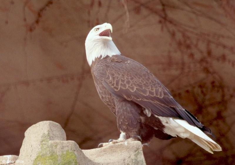 American bald eagle200-by John White.jpg