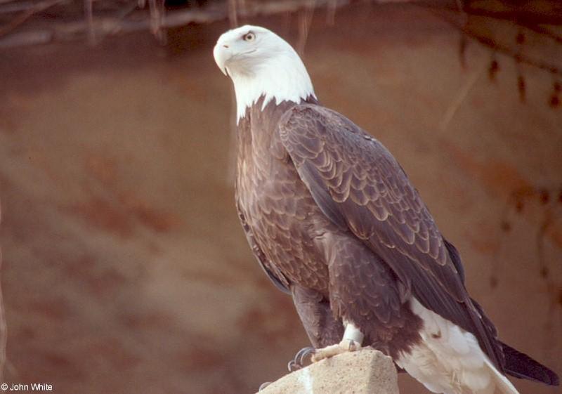 American bald eagle202-by John White.jpg