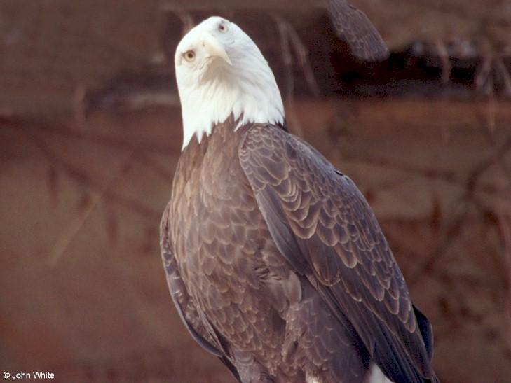 American bald eagle203-by John White.jpg