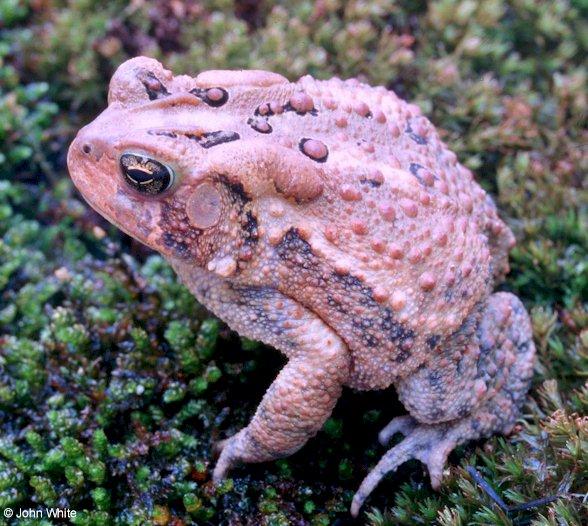 American toad lr-by John White.jpg