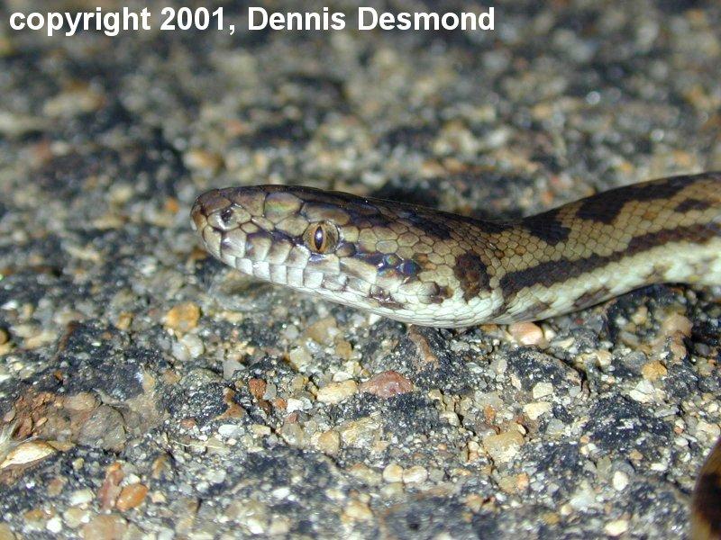 Antaresia maculosa03-Spotted Python-by Dennis Desmond.jpg