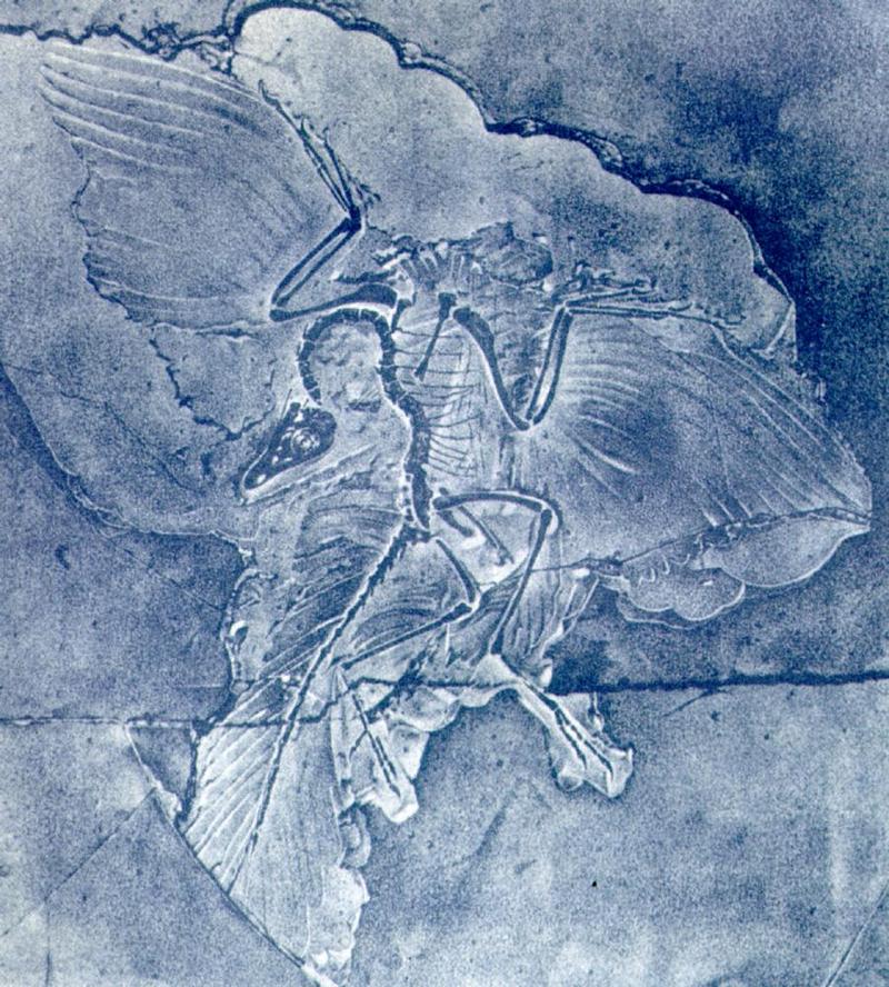 Archaeopteryx J01-German fossil.jpg