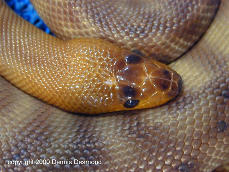 Aspidites ramsayi 07-Australian Python Woma-by Dennis Desmond.jpg