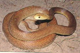 Australian Eastern Taipan snake 0-by Les Thurbon.jpg