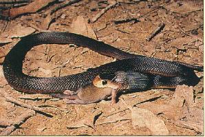 Australian Eastern Taipan snake 1-by Les Thurbon.jpg