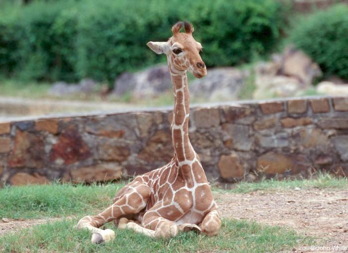 Baby Giraffe0001-by John White.jpg